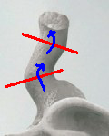 耳模的外耳道部分被紅線切成三段，並以藍色的箭頭標示出外耳道的走向